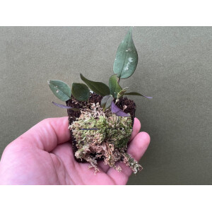 Lepanthes zamorensis