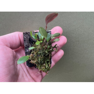 Lepanthopsis astrophora x hirtzii