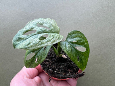 Monstera adansonii Mint Babyplant