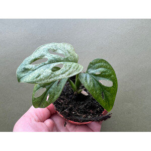 Monstera adansonii Mint Babyplant