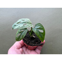 Monstera adansonii Mint Babyplant
