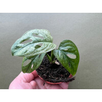 Monstera adansonii Mint Babyplant