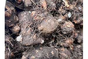 Caladium Dots Deligh Bulb