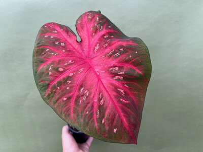 Caladium Red Flash Bulb