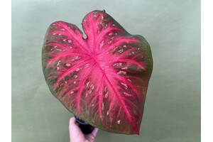 Caladium Red Flash Bulb