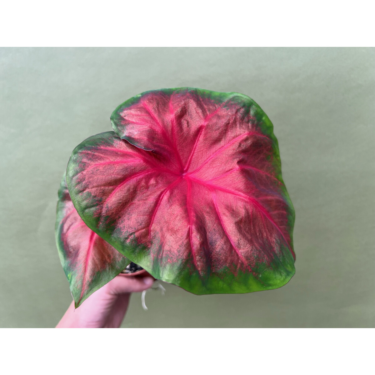 Caladium Royal Flush Knolle