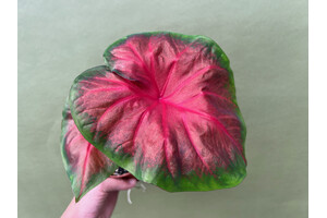 Caladium Royal Flush Bulb