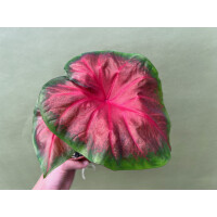 Caladium Royal Flush Knolle