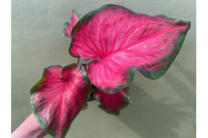 Caladium Salsa Jumbo Knolle