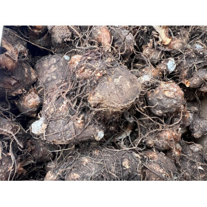 Caladium Salsa Jumbo Knolle