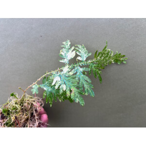 Selaginella spec. variegated