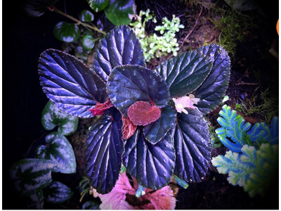 Begonia Inggitiae