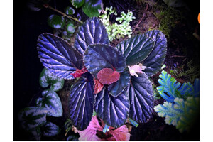 Begonia Inggitiae