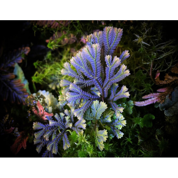 Selaginella intermedia