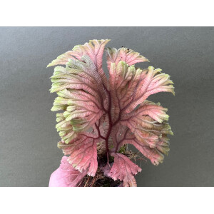 Selaginella intermedia