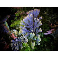 Selaginella intermedia