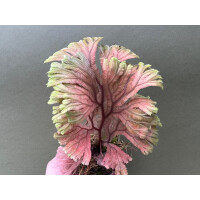 Selaginella intermedia