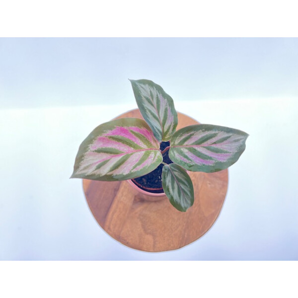 Calathea PeacockBabyplant