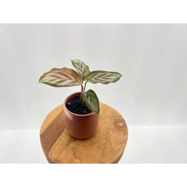 floare calathea Calathea 'Flamestar' – Jardineries Botanix main image 0