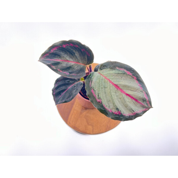 Calathea Northern Light Babyplant