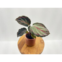 Calathea Northern Light Babyplant