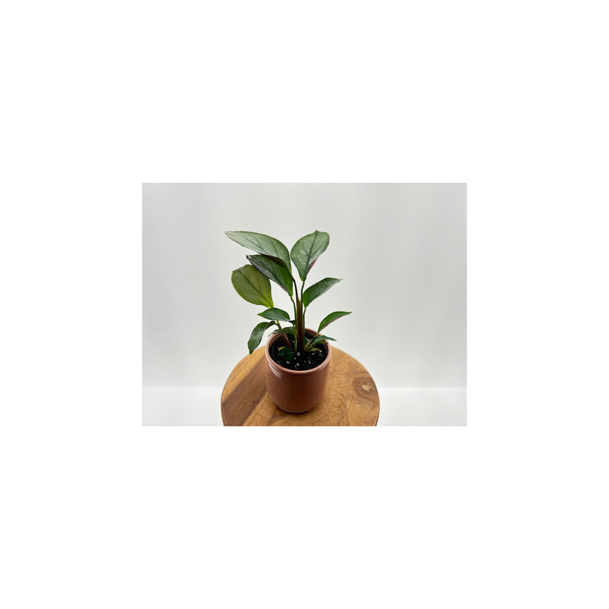 Calathea Setosa Babyplant box