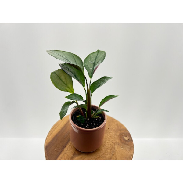  Calathea Setosa Babypla