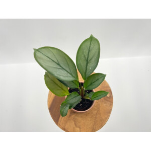  Calathea Setosa Babypla