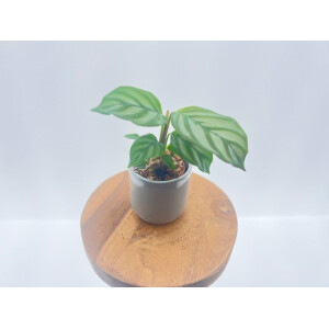 Calathea Oppenheimiana Babyplant