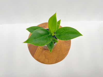 Philodendron Imperial green Babyplant