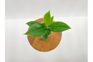 Philodendron Imperial green Babyplant