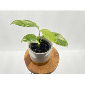 Rhaphidophora Puberula