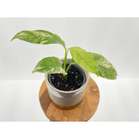 Rhaphidophora Puberula