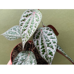 Piper crocatum Cutting