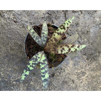 Licuala sarawakensis Samen