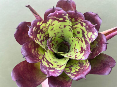 Neoregelia Electric Tiger