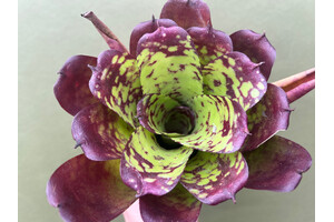 Neoregelia Electric Tiger