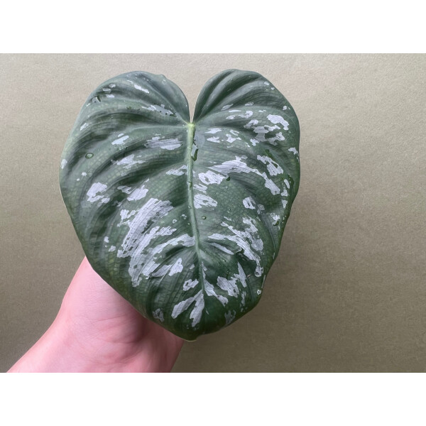 Philodendron brandtianum Big Form Cutting