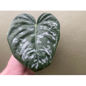 Philodendron brandtianum Big Form Cutting