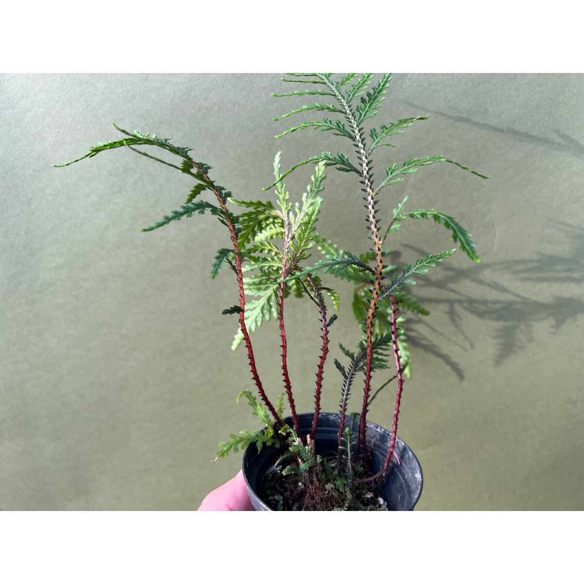 Selaginella hoffmanii