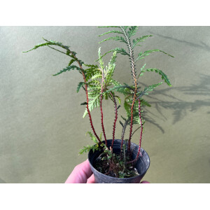 Selaginella hoffmanii