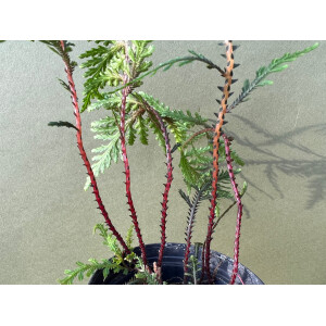 Selaginella hoffmanii