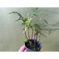 Selaginella hoffmanii