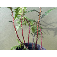 Selaginella hoffmanii