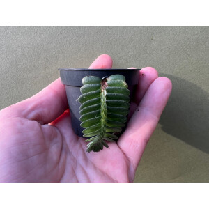 Elatostema salvinioides