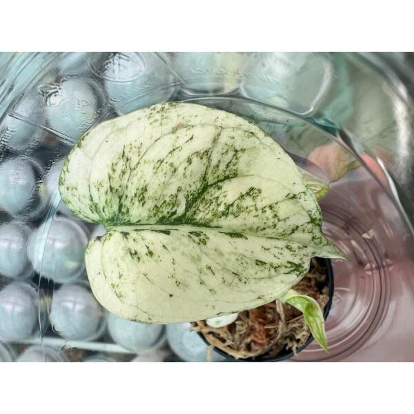 Monstera Thai Constellation MINT S