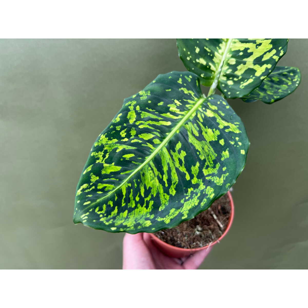 Dieffenbachia reflector, 19,90