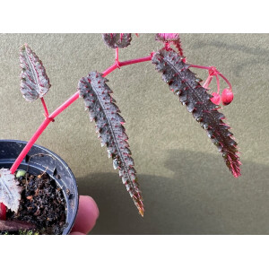 Begonia pteridiformis purple