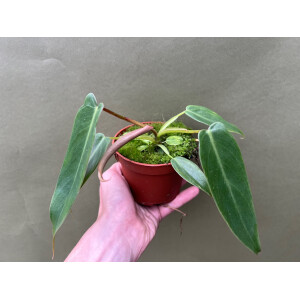 Philodendron spiritus sancti