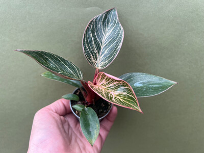 Philodendron Birkin Pink Babyplant